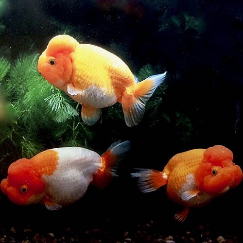Carassius auratus ranchu mix - Tête de lion sans nageoire dorsale mélanger 8 cm